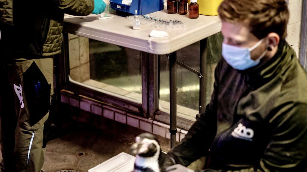 丹麦哥本哈根动物园的洪堡企鹅接种禽流感疫苗。 路透社