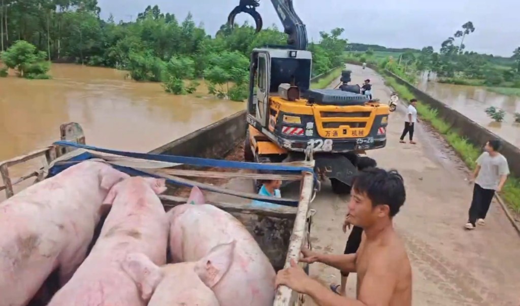 廣西村民神乎其技地用抓木機，從洪水中撈起活豬，影片在網上瘋傳。抖音