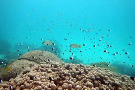 鱼儿游经肯尼亚一堆白化的珊瑚。美联社