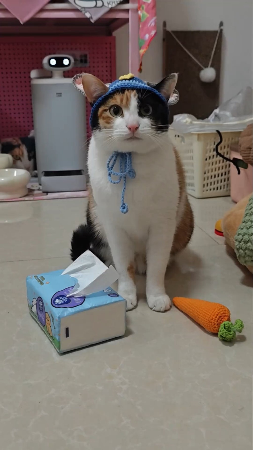 三色貓因「蘿蔔紙巾」遊戲片而爆紅。抖音@超級無敵大開門
