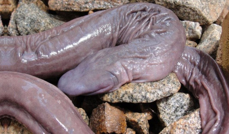 蚓螈的身長由10厘米至150厘米不等。網上圖片