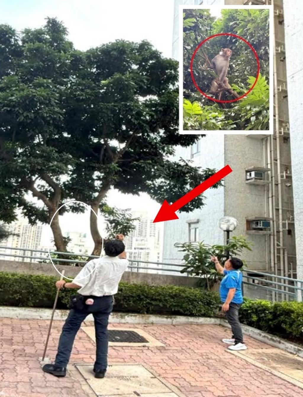 黃大仙翠竹花園、鵬程苑、竹園南北邨近兩個月均有野猴出沒。 黃大仙翠竹花園、鵬程苑、竹園南北邨近兩個月均有野猴出沒。