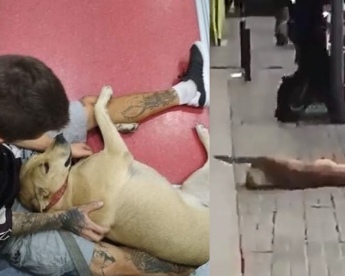 索塔以為主人遇上麻煩，因此激動地向警員狂吠，結果被槍擊。