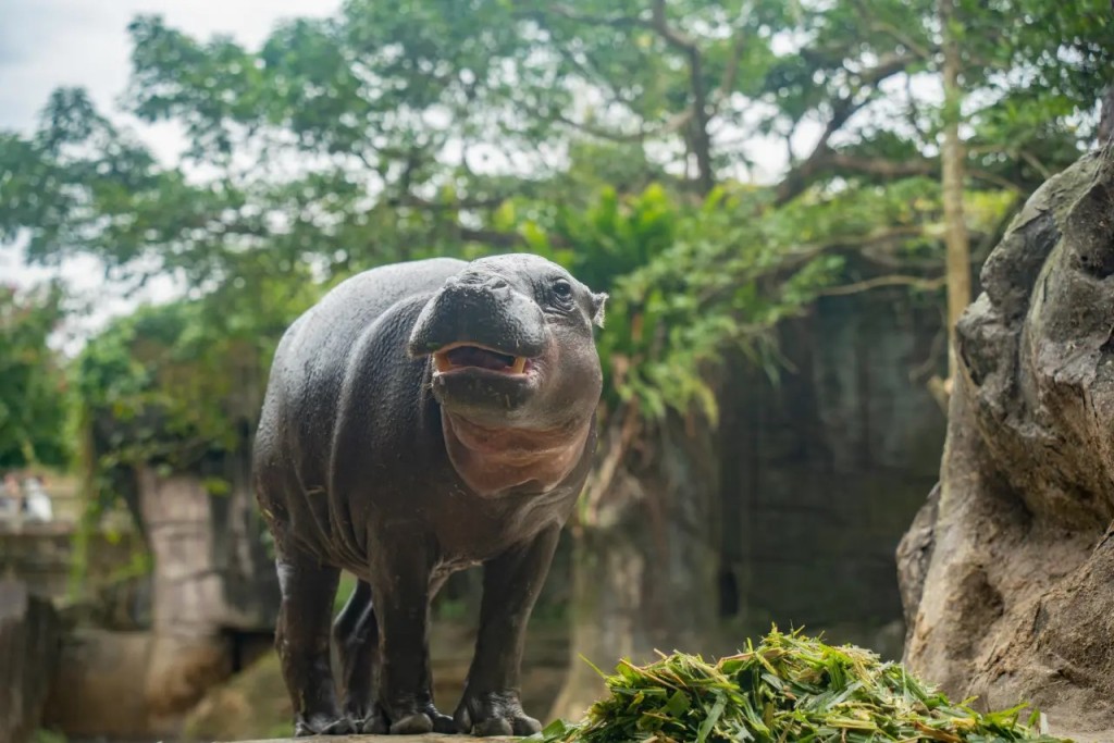 侏儒河馬「Thabo」去年11月由新加坡運到台灣。台北動物園