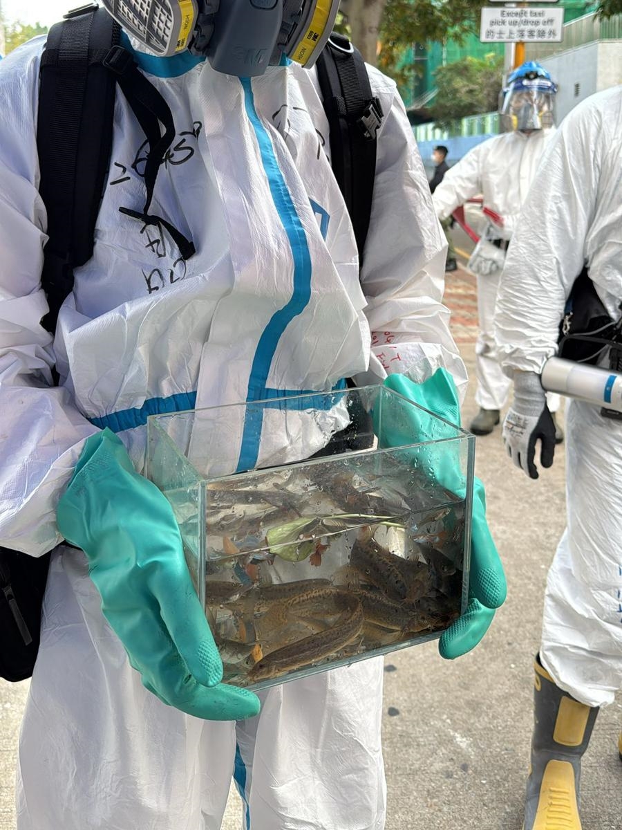 DVIU今日在宏福苑救出80多條寵物魚。