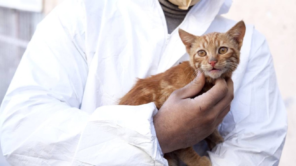 波兰有29猫只感染H1N1禽流感后死亡，暂时未有猫传人个案。 AP