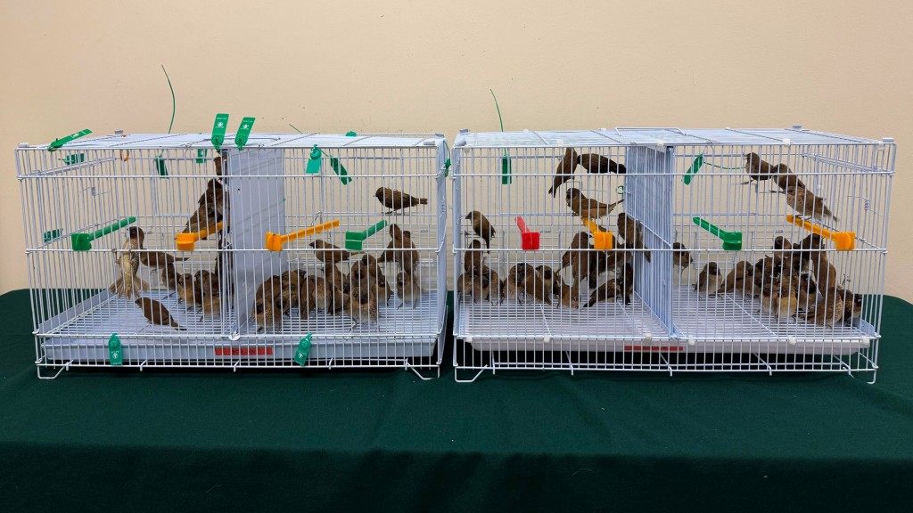 落馬洲抵港內地女被捕 涉行李藏百隻活雀過關
