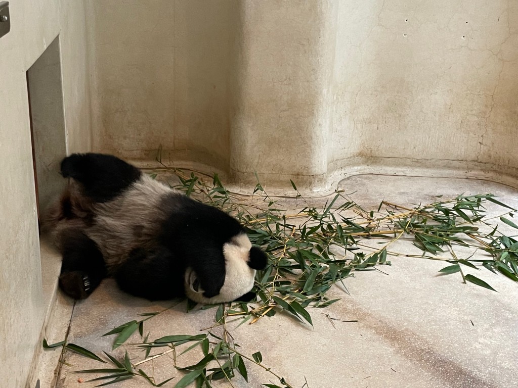 可可。海洋公園圖片