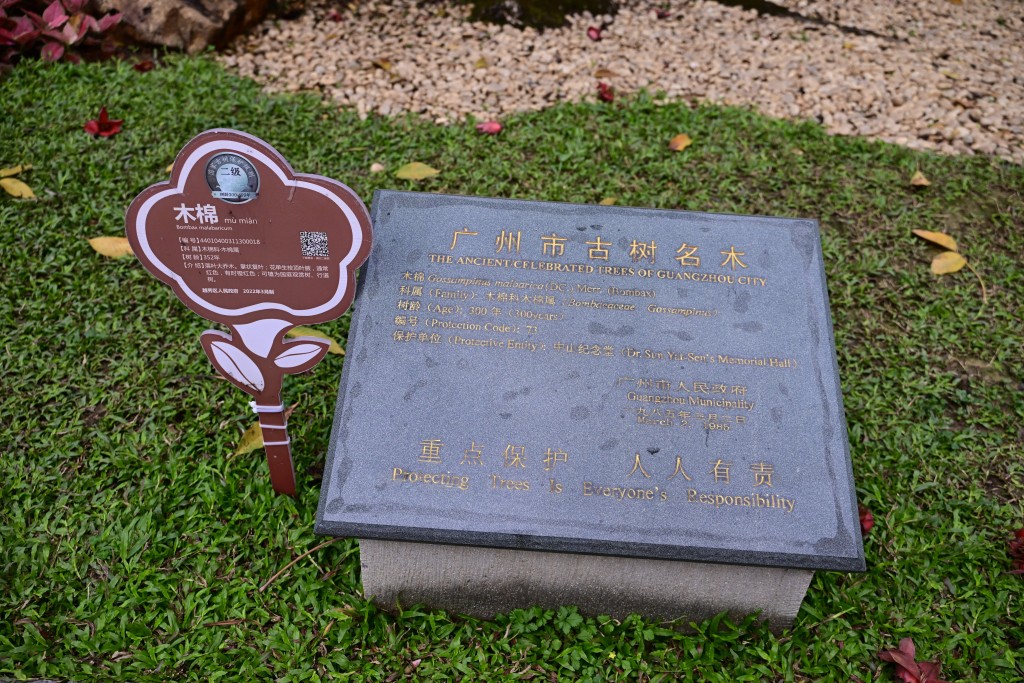「木棉王」享有「中国最美木棉」之誉。