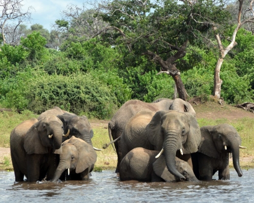 博茨瓦納87大象慘遭獵殺。網上圖片
