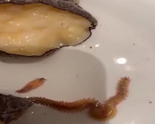 江蘇食客投訴鮑魚有活蟲。影片截圖