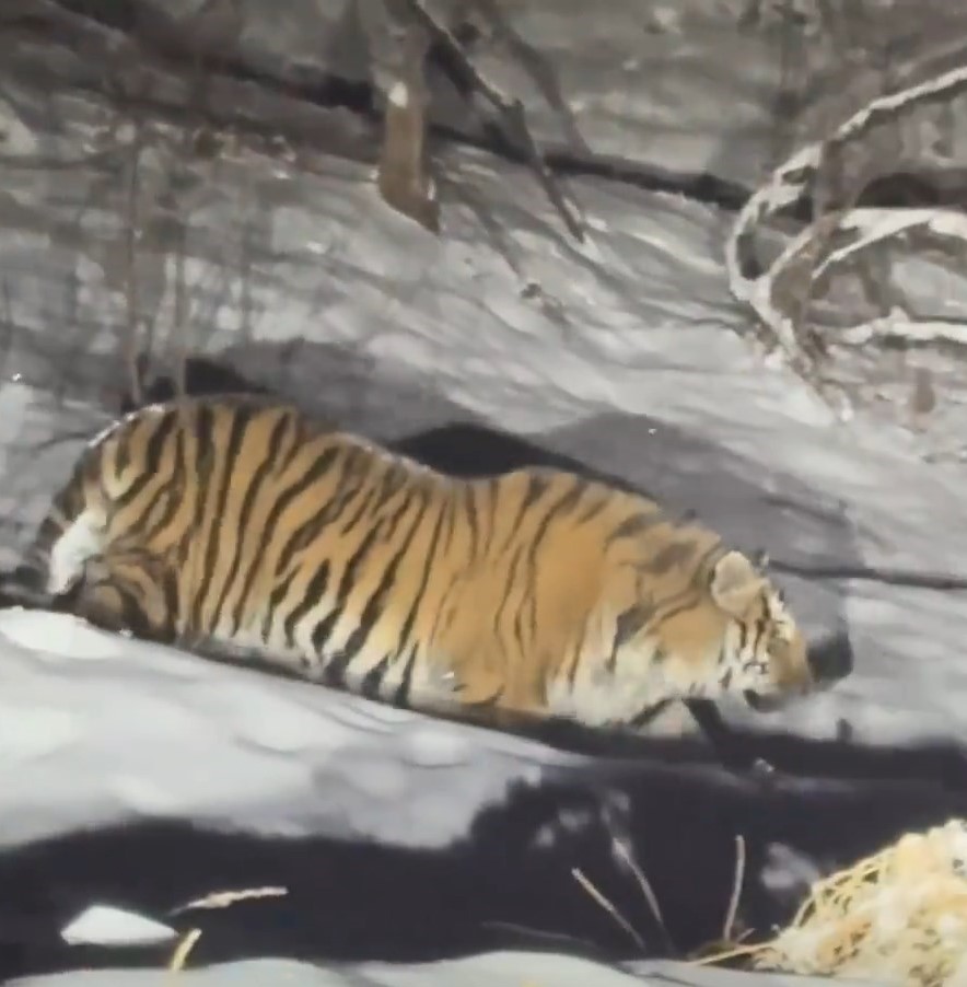 有民众在吉林雪山上发现东北虎。《新京报》