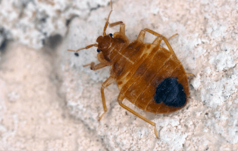 據《每日郵報》報道，德琴左戈的死在當地引起極大關注，尤其是旅館僅三日前才因臭蟲問題進行全面消毒。Alamy示意圖