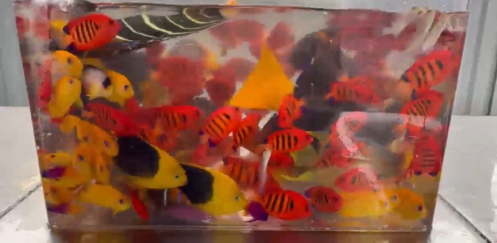 關員在車內發現有188條金魚。海關發布