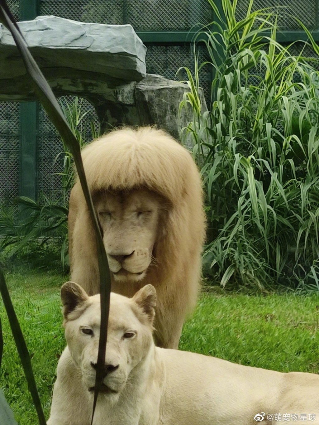 廣州一隻動物園獅子留「齊陰」，引起熱議。微博網圖