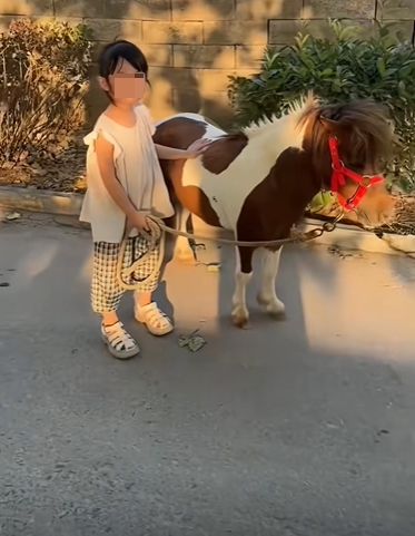 馬年將至,迷你馬在內地社交平台上爆紅。 馬年將至,迷你馬在內地社交平台上爆紅。