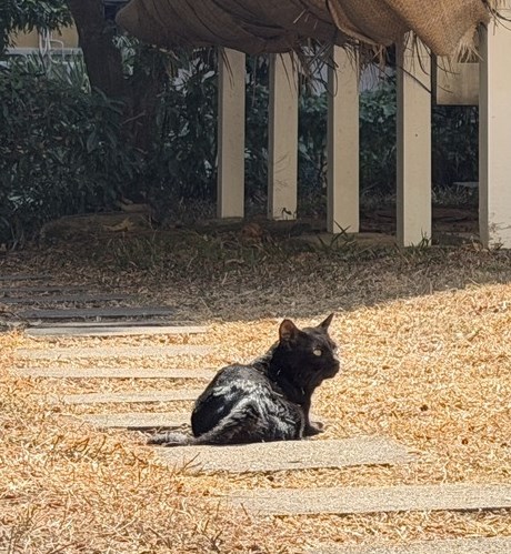 facebook截圖（資料來源：香港天文台 HKO facebook專頁）