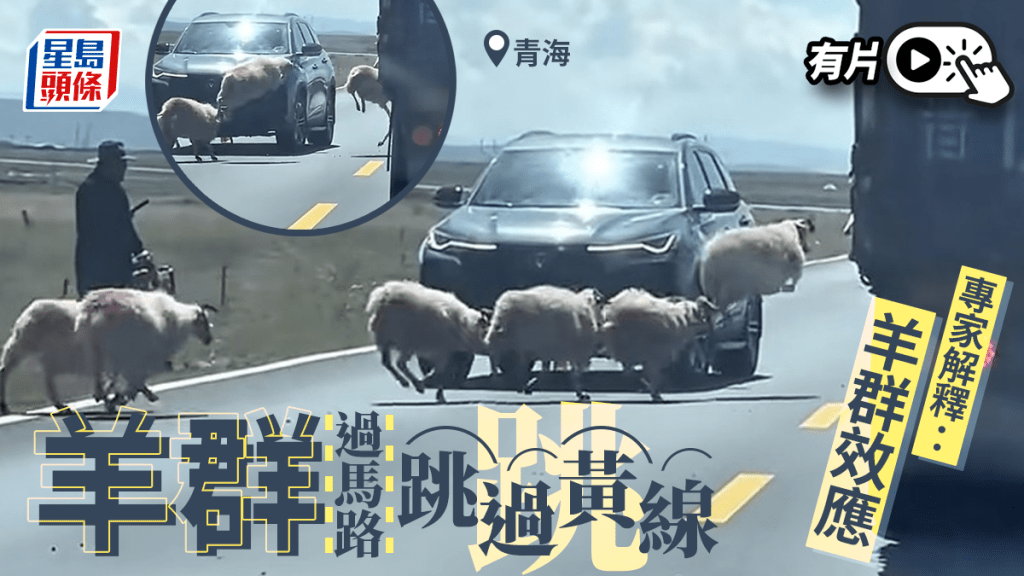 青海羊群過馬路將黃線當障礙跳過? 專家咁解釋......|有片