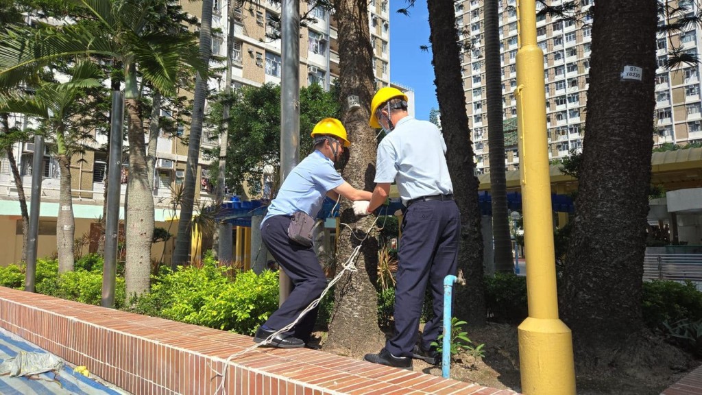 检查屋邨树木。何永贤FB