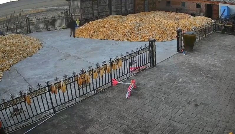 老虎猛撞閘門。