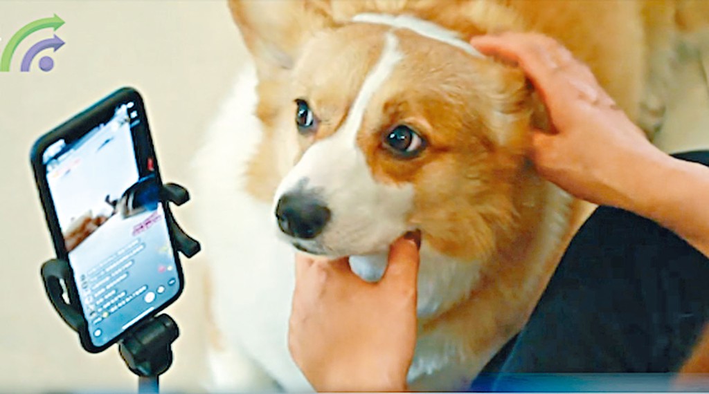 ■狗狗成为直播的主角。