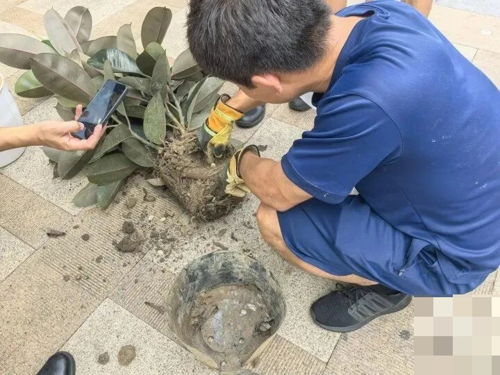 消防員扒開根部的泥土,發現有不少蛇蛋。 消防員扒開根部的泥土,發現有不少蛇蛋。