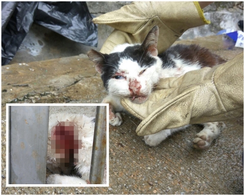 貓兒慘遭割頸亡。18區動物保護專員提供圖片