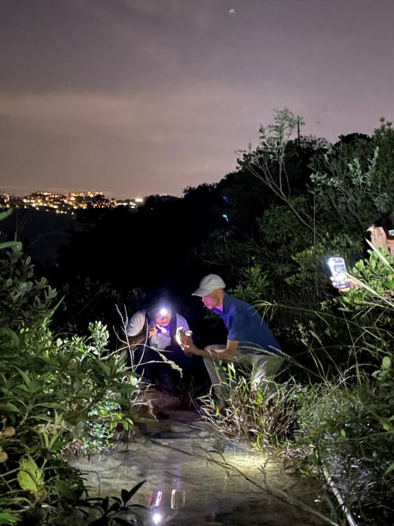 黄锦星9月初夜探南朗山，与濒危的卢氏小树蛙近距离接触。