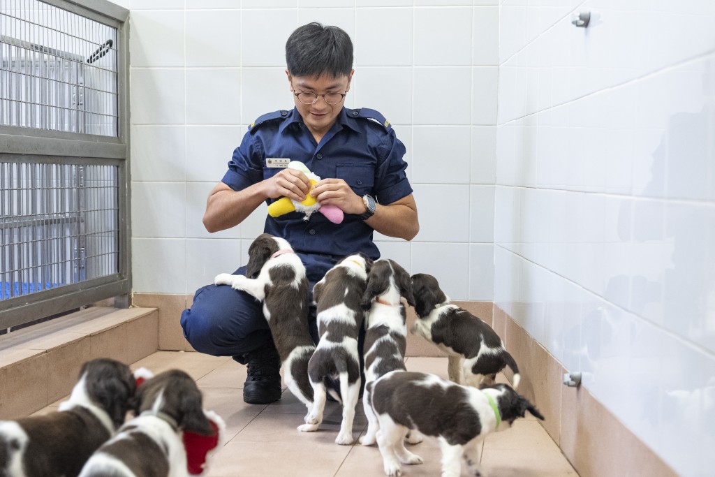 史賓格幼犬好動活潑、嗅覺靈敏,將來會被訓練為嗅查犬。懲教署提供 史賓格幼犬好動活潑、嗅覺靈敏,將來會被訓練為嗅查犬。懲教署提供