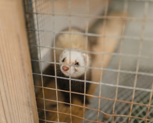 防動物新冠病毒傳人，荷蘭開始在出現疫情的養殖場撲殺水貂。(unsplash圖片)