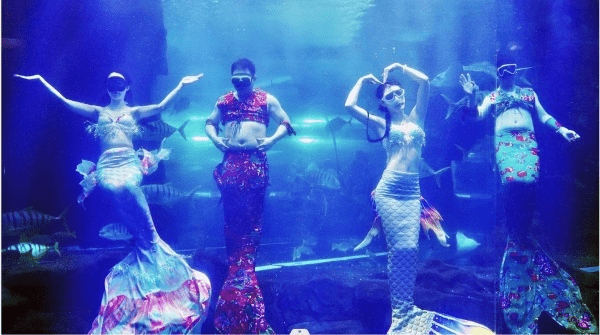 長春中泰海洋世界的美人魚表演忽然爆紅網絡。