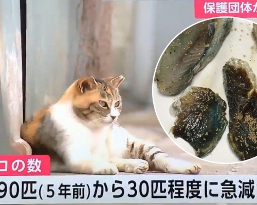 日本九州貓島60隻貓離奇集體死亡。 網圖