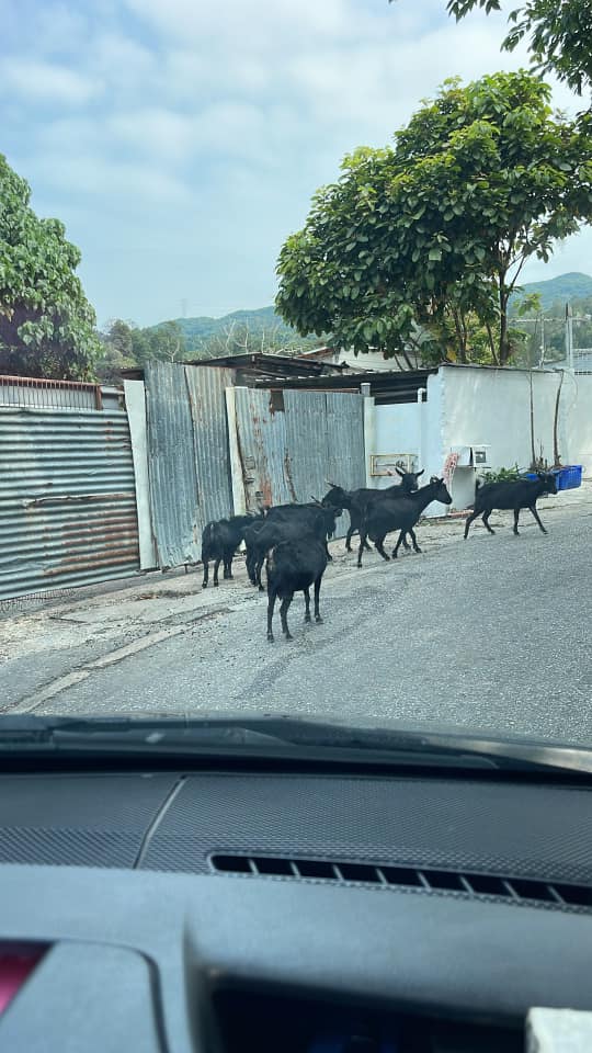 網民放上在馬路上遇上羊的相片。網上截圖