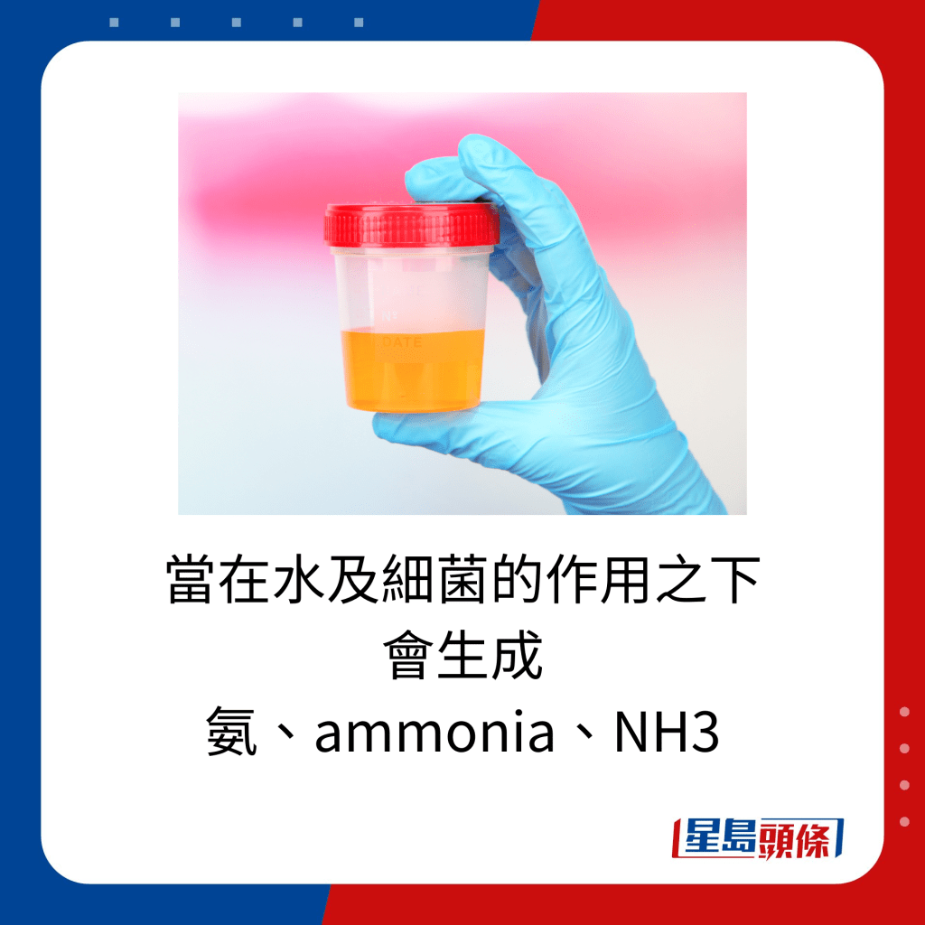 当在水及细菌的作用之下 会生成 氨、ammonia、NH3