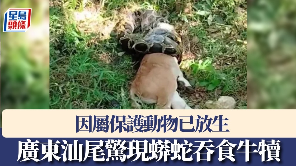 汕尾驚現蟒蛇吞食牛犢。
