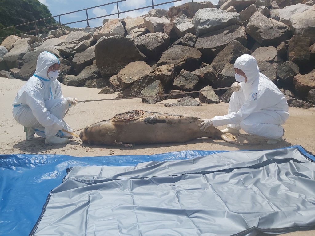 東龍洲碼頭發現有鯨豚擱淺。香港海洋公園保育基金提供