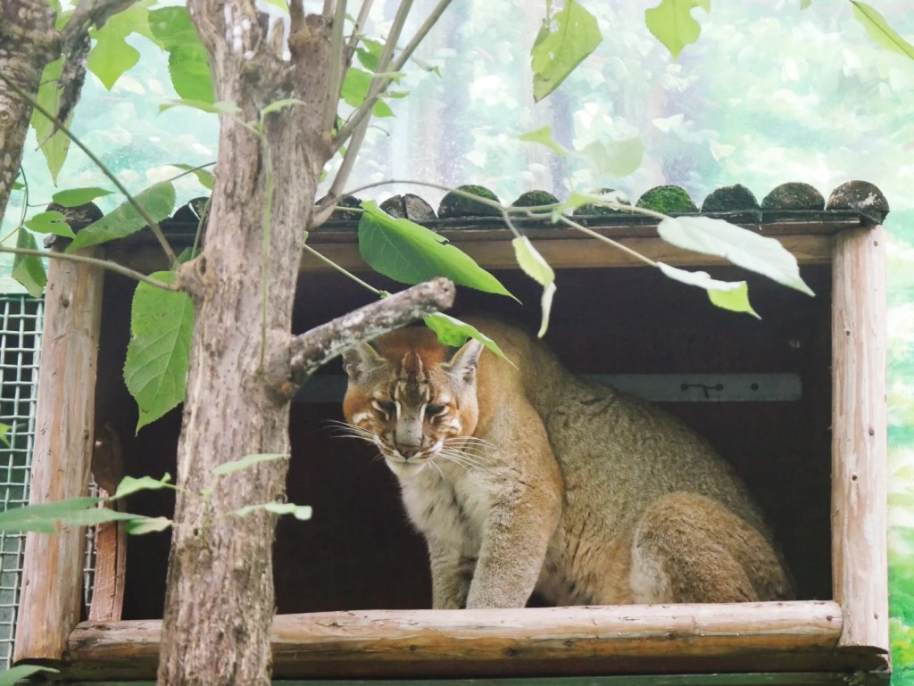 重慶金貓「阿宅」離世，全國動物園僅餘2-3隻同類動物，稀有過大熊貓。 