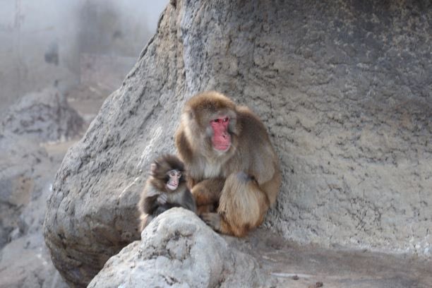 （圖片來源：X@ichikawa_zoo）