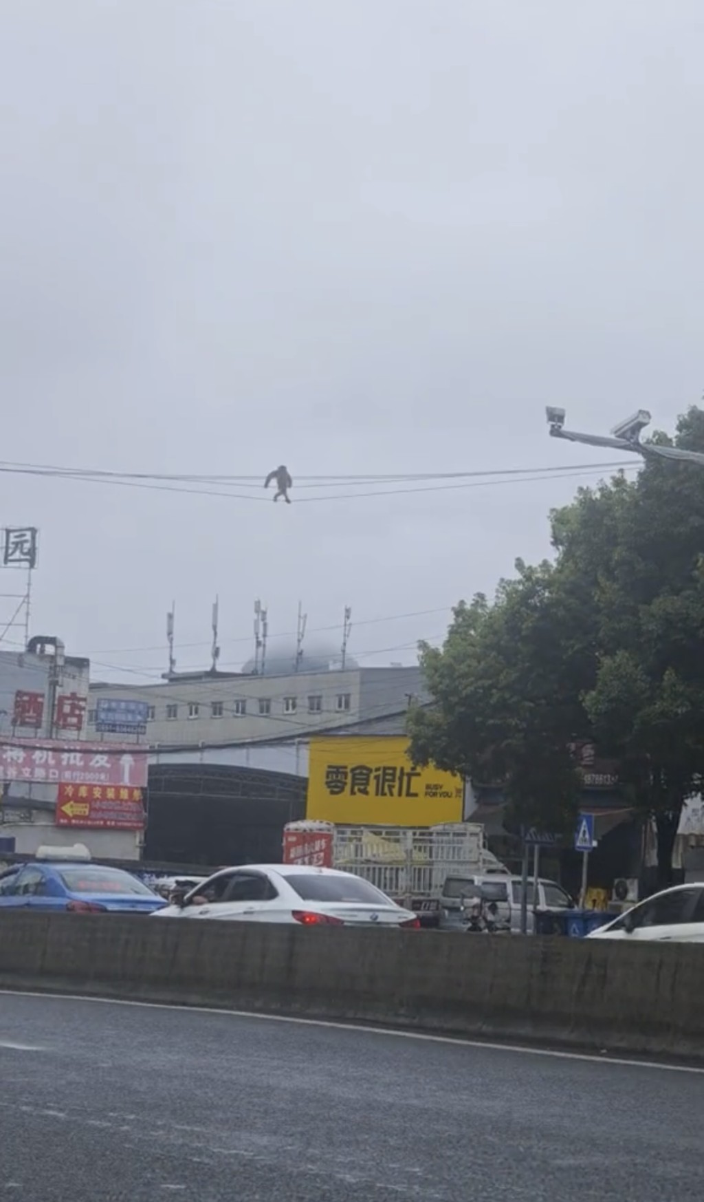 貴陽街頭驚現馬騮高空走電線。抖音@咕科科