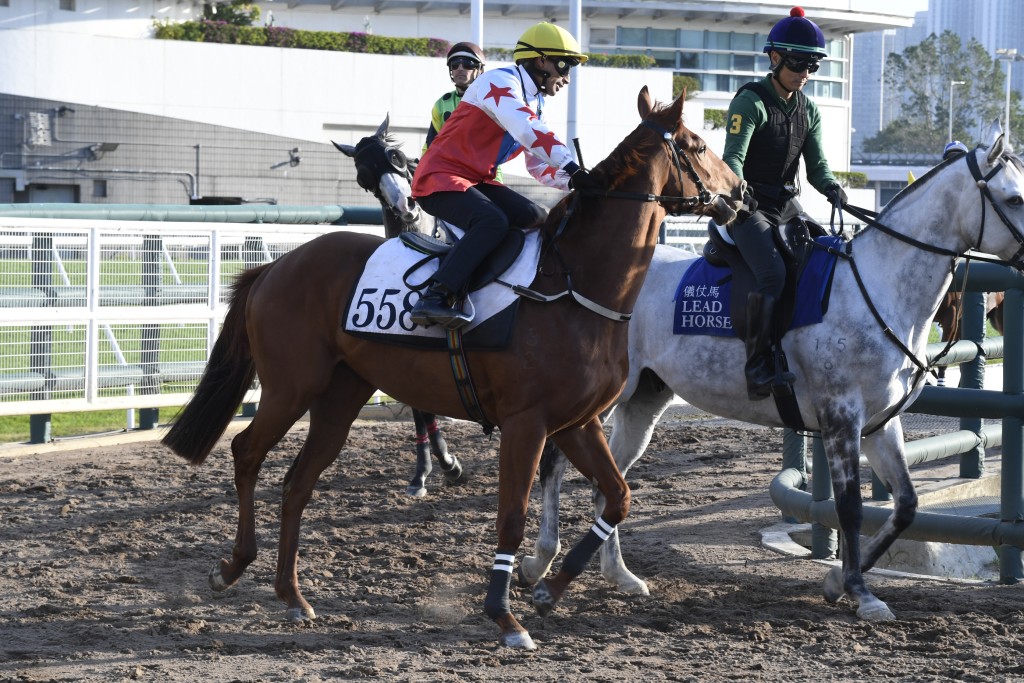 「帶贏來」(圖) 交由希斯訓練，在港初出即跑泥地，馬兒賽前曾經出試泥閘，仄準性能，今場在港初出跑泥地，相信非無的放矢。
