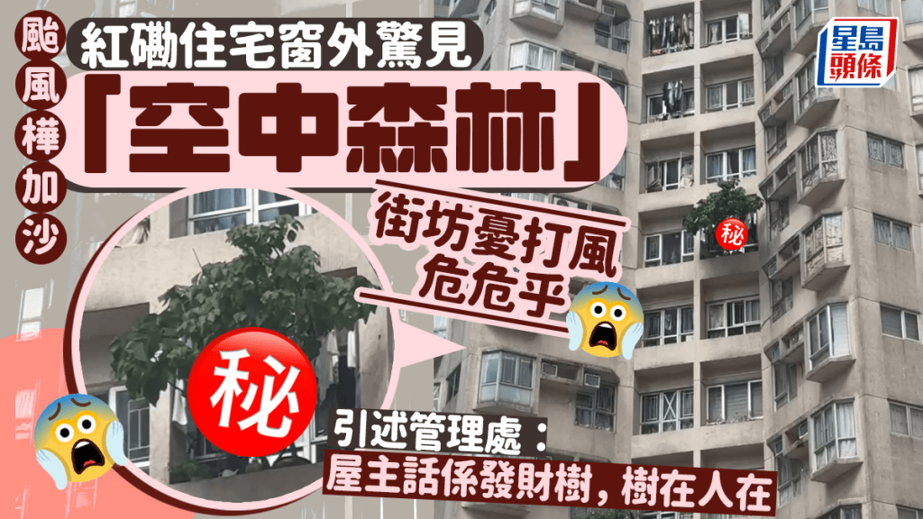 颱風樺加沙｜紅磡住宅窗外驚見空中森林 街坊憂打風危危乎 引述管理處：屋主話發財樹樹在人在
