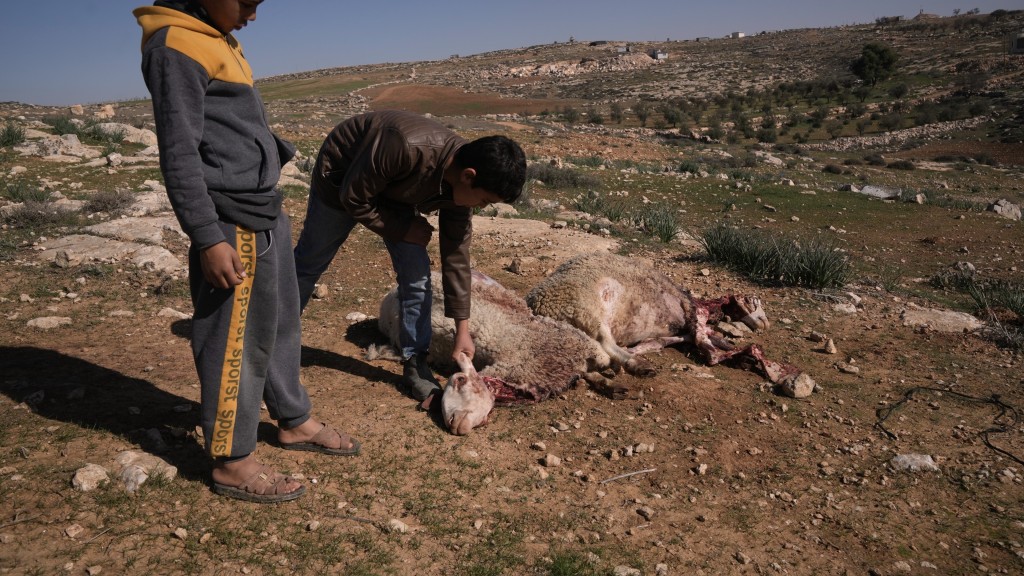在約旦河西岸城市希伯崙附近的阿薩穆鎮，巴勒斯坦青年展示因以色列定居者襲擊而喪生的綿羊。 美聯社