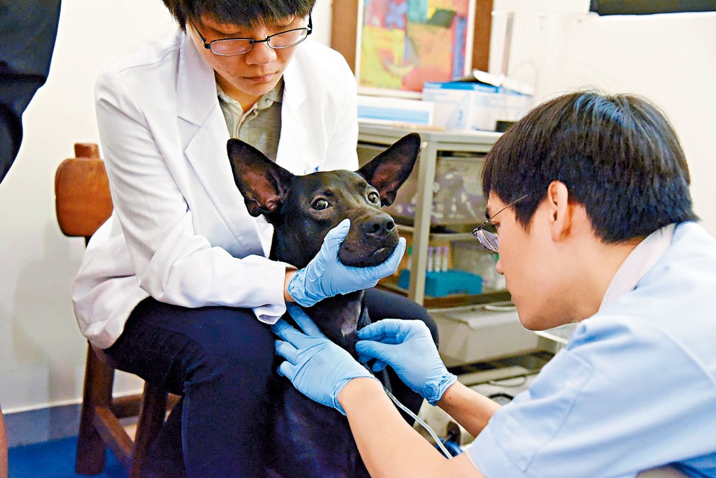 現時香港沒有寵物中央血庫,只有部分動物醫院或診所長期備有血包。