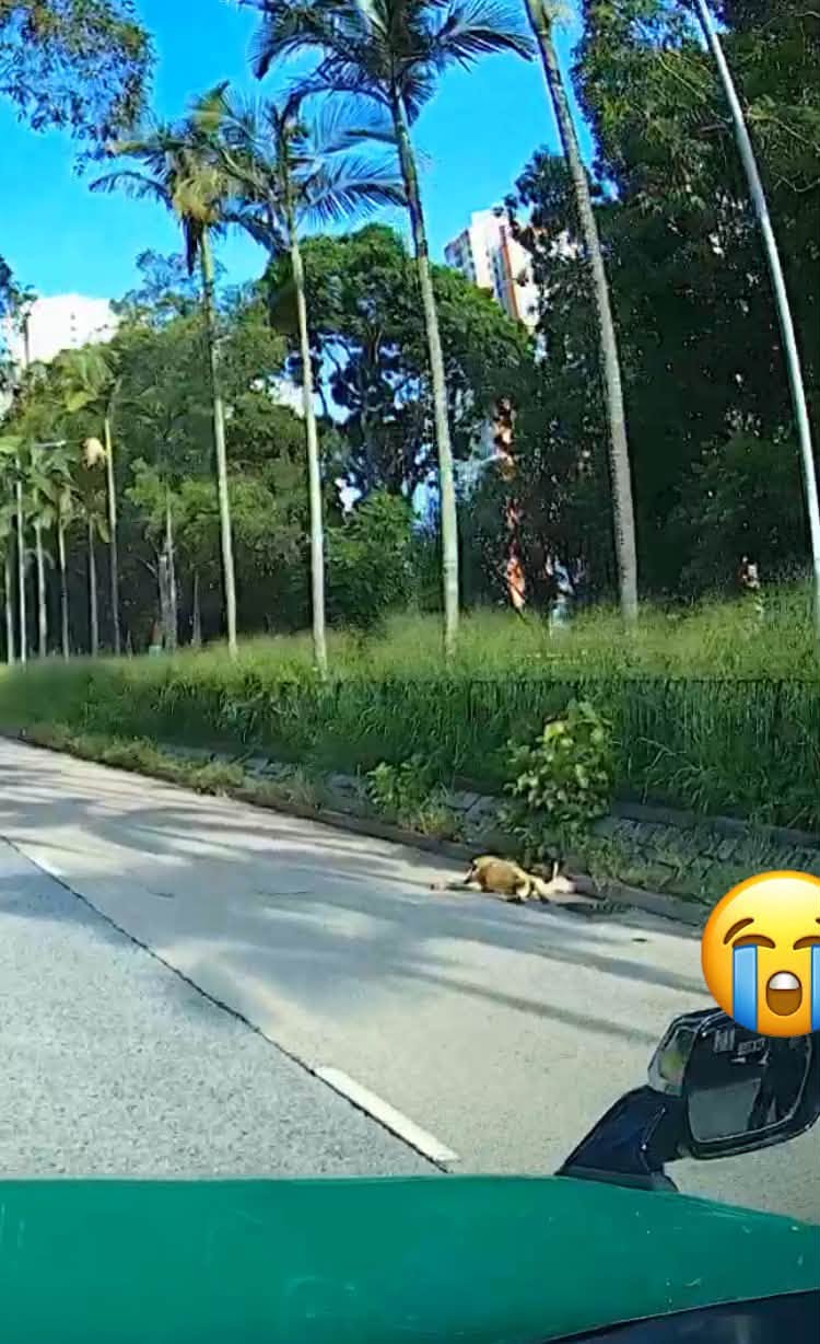 一輛貨車駛經馬適路時撞到一隻羊。網上圖片 一輛貨車駛經馬適路時撞到一隻羊。網上圖片