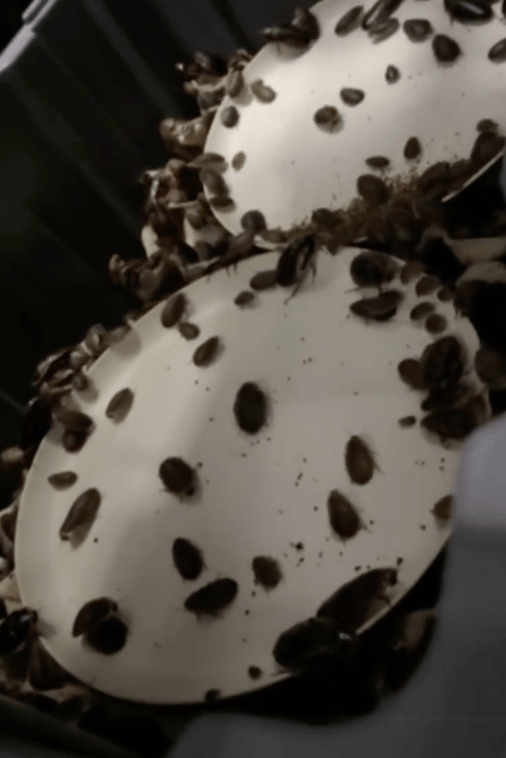 澳洲當局破獲一處商業養殖場，在現場起獲超過10萬隻非法繁殖的外來珍奇蟑螂。10 News Sydney畫畫截圖
