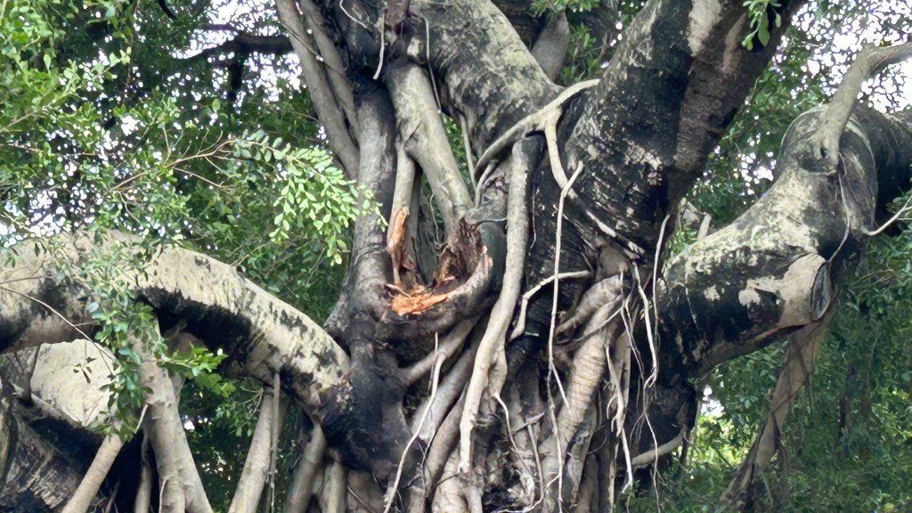 老榕树其中一段伸出围墙外约15米长的树枝折断。蔡楚辉摄