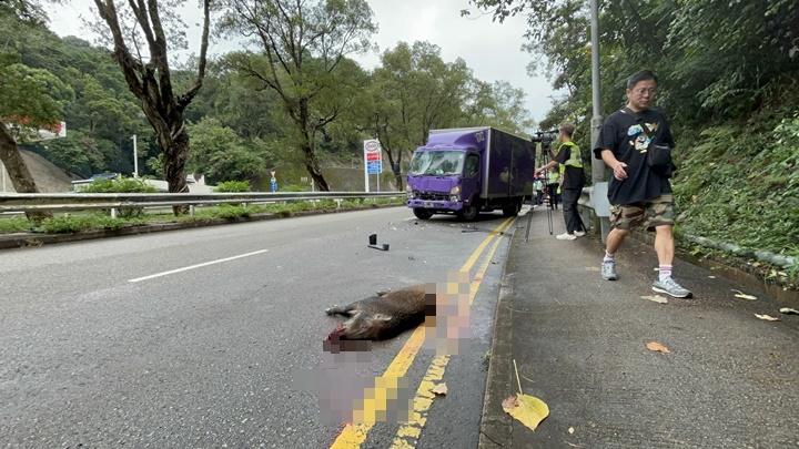 野豬重傷死亡。林思明攝