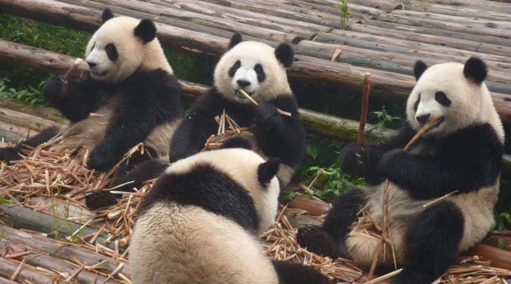 成都大熊貓繁育研究基地有很多可愛的大熊貓。