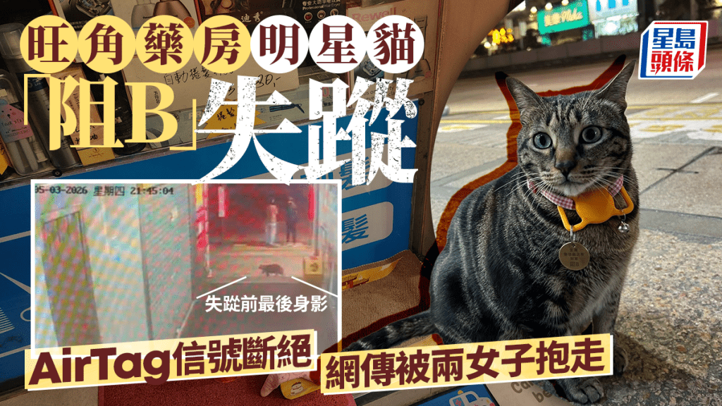 旺角藥房明星貓「阻B」驚傳失蹤 弼街AirTag信號斷絕 警列「動物遺失」調查