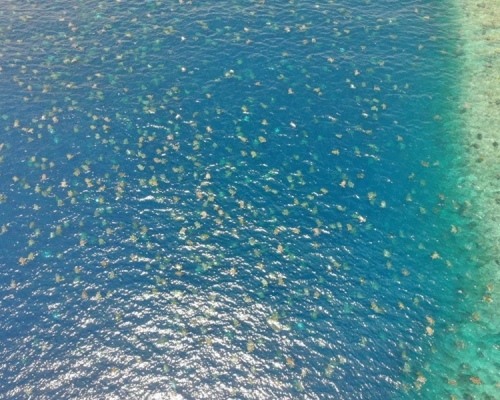 航拍大堡礁逾6萬隻綠蠵龜登島產卵，畫面壯觀。(網圖)